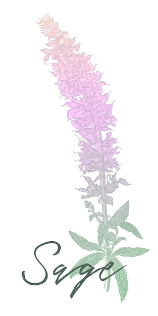 Szałwia Muszkatołowa Salvia Sclarea Roślina Lecznicza Ręcznie Rysowane Ilustracji Wektorowych Botanicznych