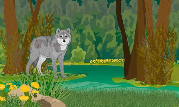 Plik wektorowy szary wilk europejski stoi na brzegu leśnego bagna. realistyczny krajobraz wektorowy