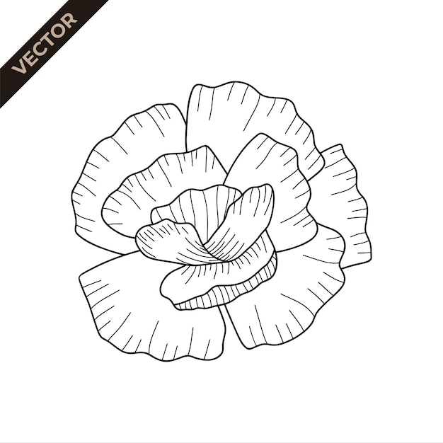 Plik wektorowy szczegół linii kwiatów goździka ilustracja wektorowa z tematem kwiatów