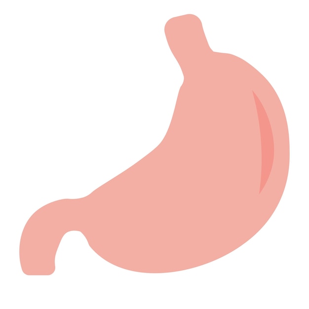 Szczegółowa Anatomia Ludzkiego żołądka Ilustracja Ludzkiego żołądka