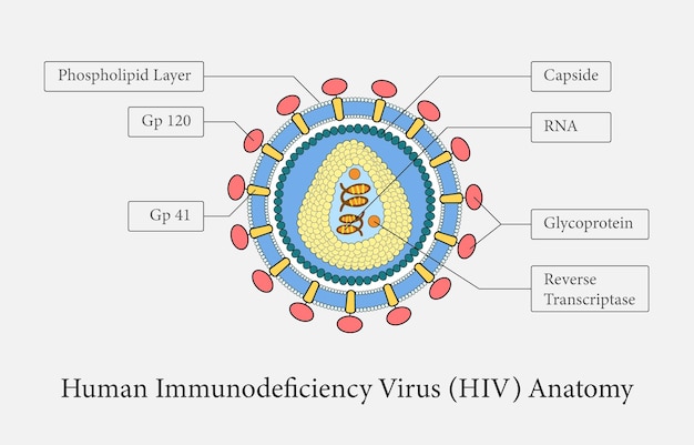 Szczegółowa ilustracja struktury wirusa HIV Ilustracja edukacyjna