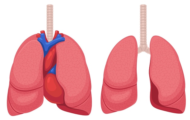 Plik wektorowy szczegółowa ilustracja wektorowa narządów części ciała ludzkiego płuc z układem krążenia i izolowana dalej