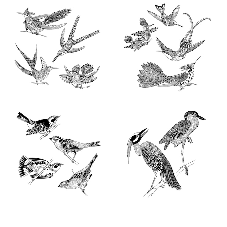 Wektor szczegółowe, starożytne ilustracje ptaków