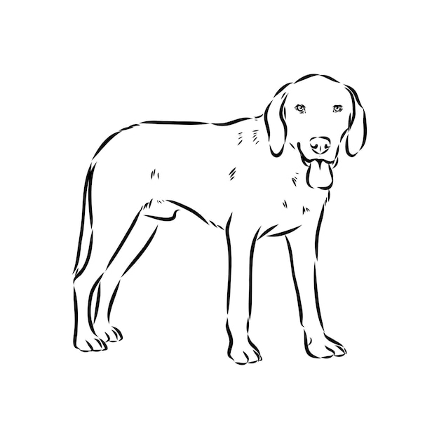 Szczęśliwy amerykański foxhound, pies podglądający, portret foxhounda, ilustracja wektorowa czarno-biała