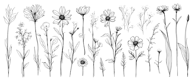 Szkic chwastów, ziołowych kwiatów i zbóż, elementy trendu, projektować kolekcję ręcznie rysowanych kwiatów i