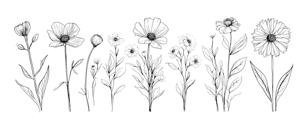 Szkic chwastów, ziołowych kwiatów i zbóż, elementy trendu, projektować kolekcję ręcznie rysowanych kwiatów i