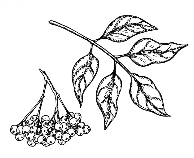 Plik wektorowy szkic czarnego bzu. ręcznie rysowane oddział botaniczny z jagodami i liśćmi.
