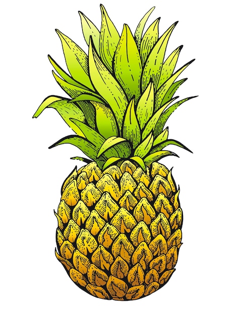Plik wektorowy szkic koloru ananasa soczyste owoce tropikalne ręcznie rysowane sztuki letnia ikona ananasa