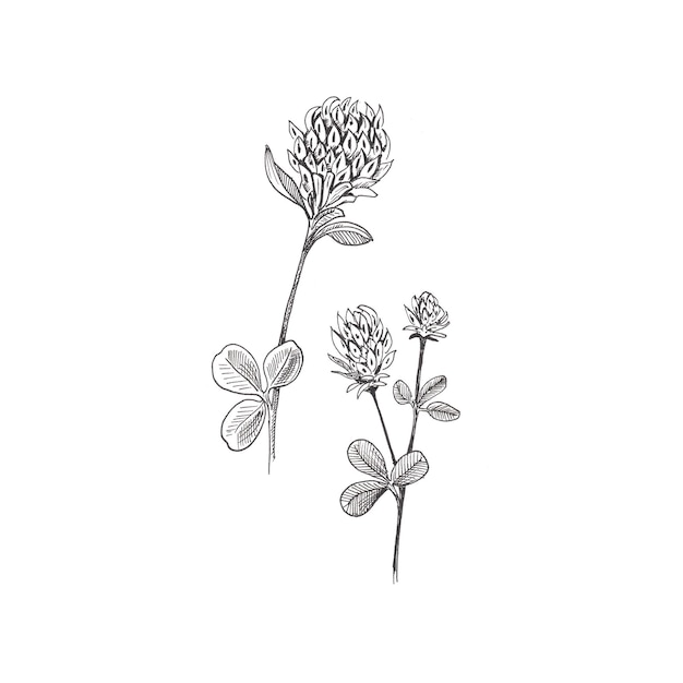 Plik wektorowy szkic kwiatu slover handdrawn czarny dwa kwiaty koniczyny z liśćmi na białym tle szkic stylu ilustracji
