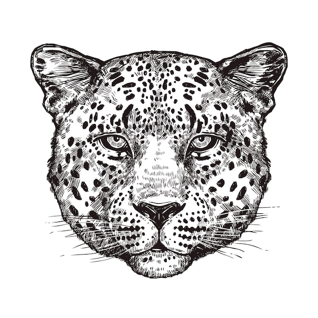 Szkic Leopard Head Na Białym Tle