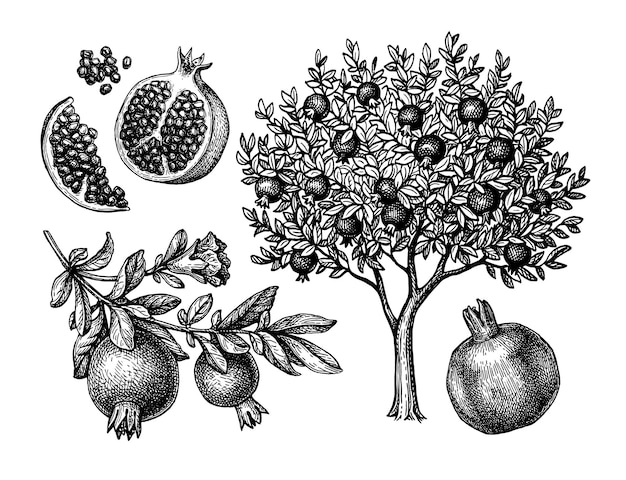 Plik wektorowy szkic pomegranatowego drzewa