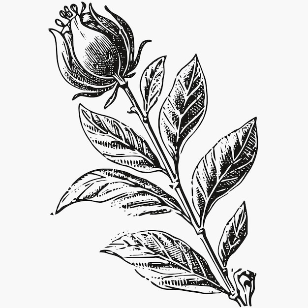 Szkic rośliny ręcznie rysowane ilustracja roślin