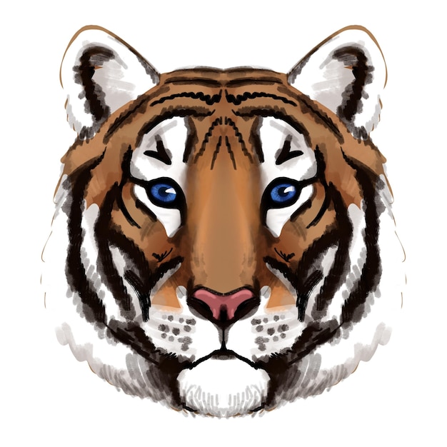 szkic, rysunek tygrysa na białym tle