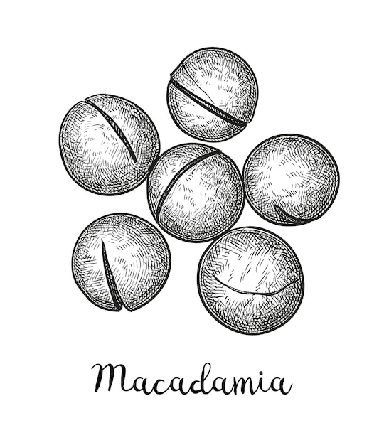 Szkic Tuszem Macadamia. Ręcznie Rysowane Ilustracja.