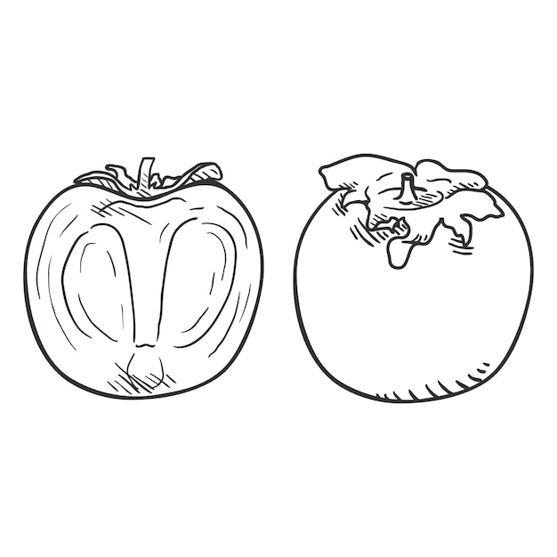 Szkic wektor owoców Persimmon