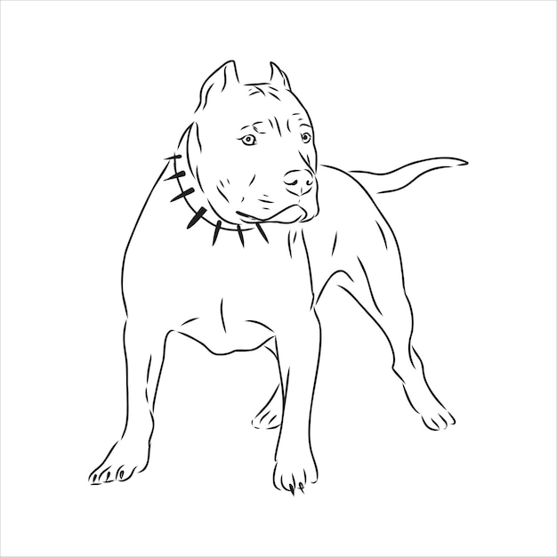 Szkic Wektor Rysunek Pitbull Szczekanie Pit Bull Terrier Pies Wektor