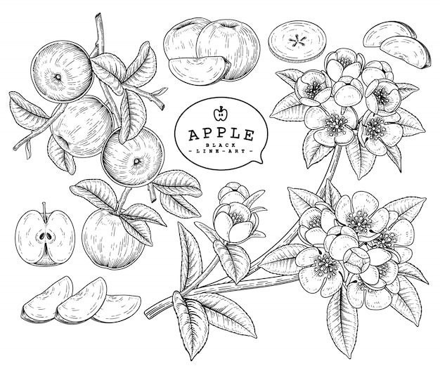 Szkic Wektor Zestaw Dekoracyjny Apple. Ręcznie Rysowane Ilustracje Botaniczne.