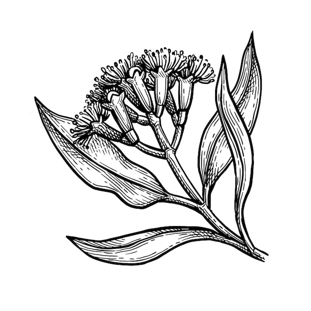 Plik wektorowy szkic z atramentem z zioła goździka