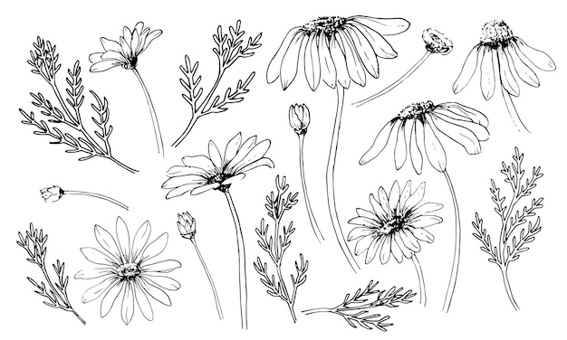 Szkic zestawu rumianku Grawerowane kwitnące kwiaty stokrotki Ręcznie rysowane wektor rysunek z dzikimi ziołami w stylu vintage