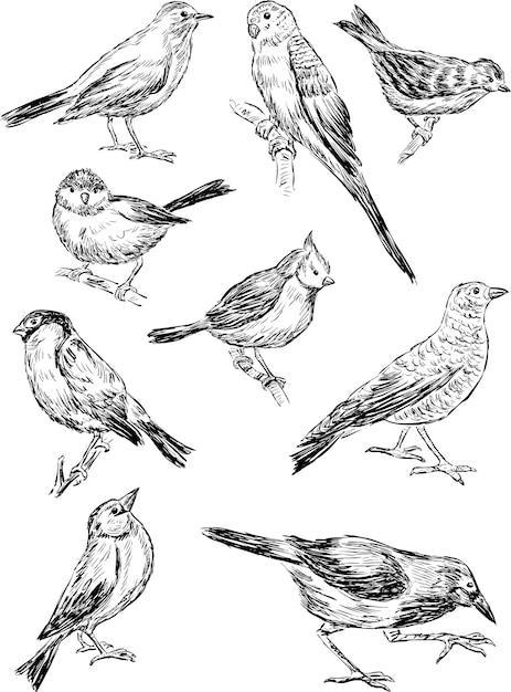 Plik wektorowy szkice dzikich ptaków