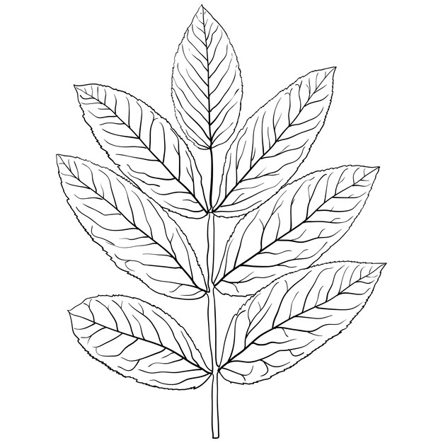 Plik wektorowy szkice sylwetki liści na białym tle ilustracji