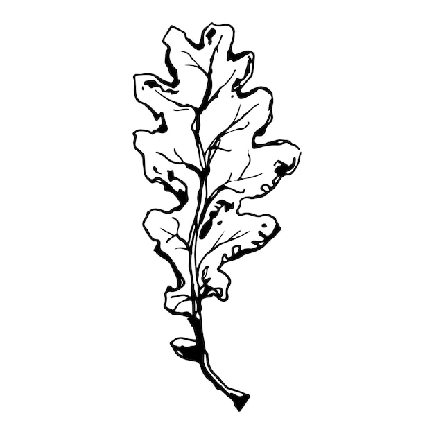 Plik wektorowy szkicowy rysunek liścia dębu w czarno-białym konturze vintage dąb świetny projekt do wszelkich celów