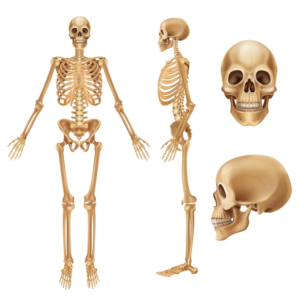 Szkielet człowieka. Realistyczny widok z przodu kości i stawów, medyczna ilustracja 3d elementów szkieletu. Wektor anatomia ilustracja ludzie szkielety na białym tle