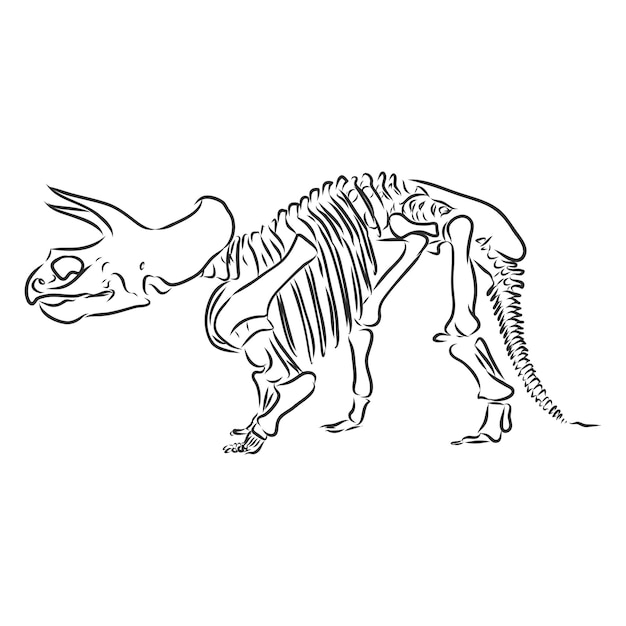 Szkielet Dinozauravector Image Szkielet Triceratopsa Na Białym Tle Na Zielonym Tle
