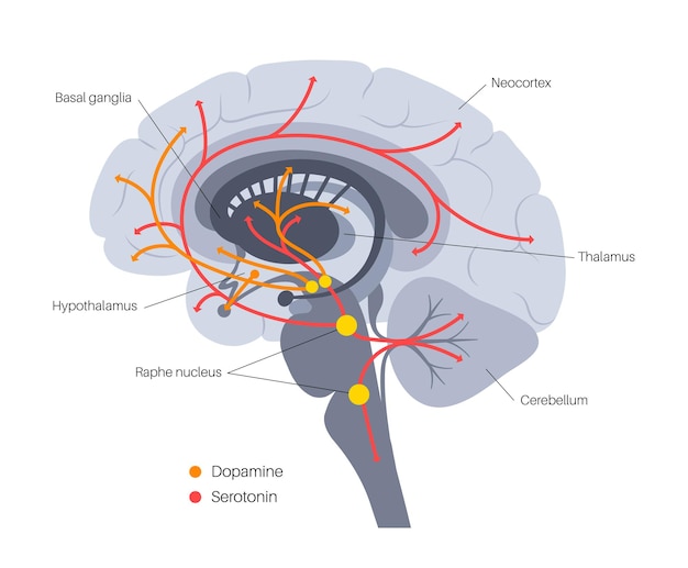 Plik wektorowy szlak hormonów dopaminy i serotoniny w ludzkim mózgu. płaski wektor monoaminowy neuroprzekaźnika