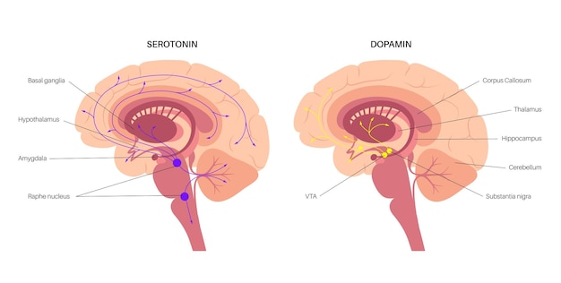 Plik wektorowy szlak hormonów dopaminy i serotoniny w ludzkim mózgu. płaski wektor monoaminowy neuroprzekaźnika