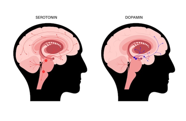 Szlak Hormonów Dopaminy I Serotoniny W Ludzkim Mózgu. Płaski Wektor Monoaminowy Neuroprzekaźnika