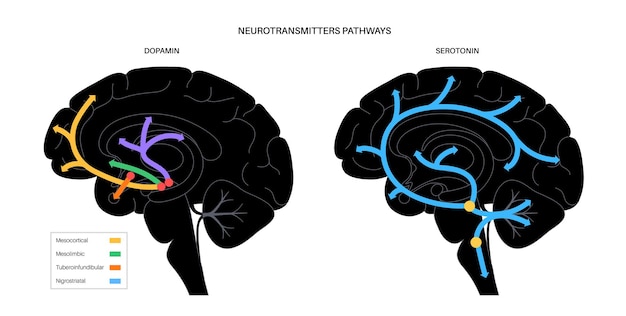 Szlak Hormonów Dopaminy I Serotoniny W Ludzkim Mózgu. Płaski Wektor Monoaminowy Neuroprzekaźnika