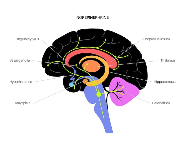 Plik wektorowy szlak hormonów norepinefryny w ludzkim mózgu. noradrenalina lub neuroprzekaźnik noradrenaliny