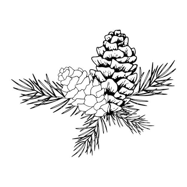 Plik wektorowy sztuka liniowa gałąź sosnowa i stożki atrament graficzny gałąź iglastych wiecznie zielonego drzewa ręcznie namalowany zarys ilustracja botaniczna na świąteczne pozdrowienia karty tapety zaproszenie