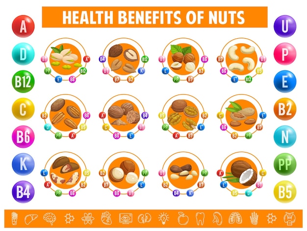 Plik wektorowy tabela orzechów z tabelą zawartości witamin i minerałów informacje dietetyczne wektorowe z orzechami nerkowca orzechami laskowymi z kokosem i pistacjami pekan kakao lub orzechami laskowymi z orzechami makadamia, migdałami i nasionami orzecha włoskiego