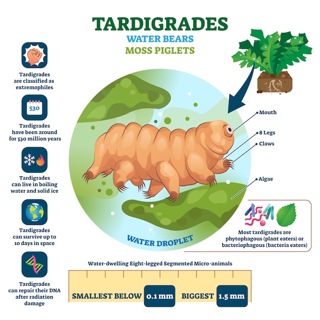 Tardigrades Woda Niedźwiedzie Ilustracyjni