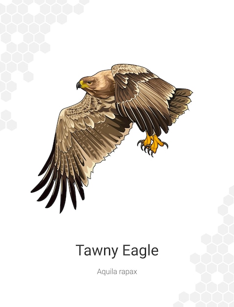 Tawny Eagle Aquila Rapax Ilustracja