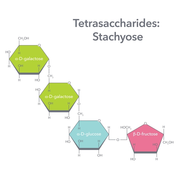 Plik wektorowy tetrasacharyd stachyoza biochemia wektor ilustracja schemat graficzny