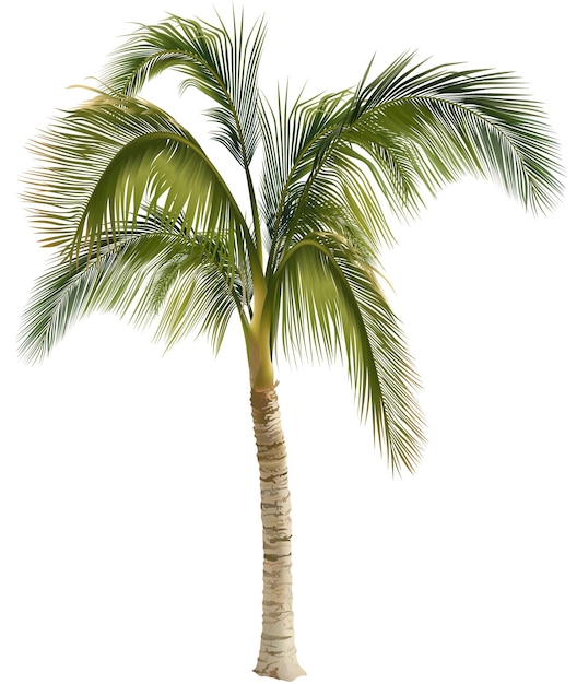 Plik wektorowy tropikalna palma jako kolorowa i szczegółowa ilustracja
