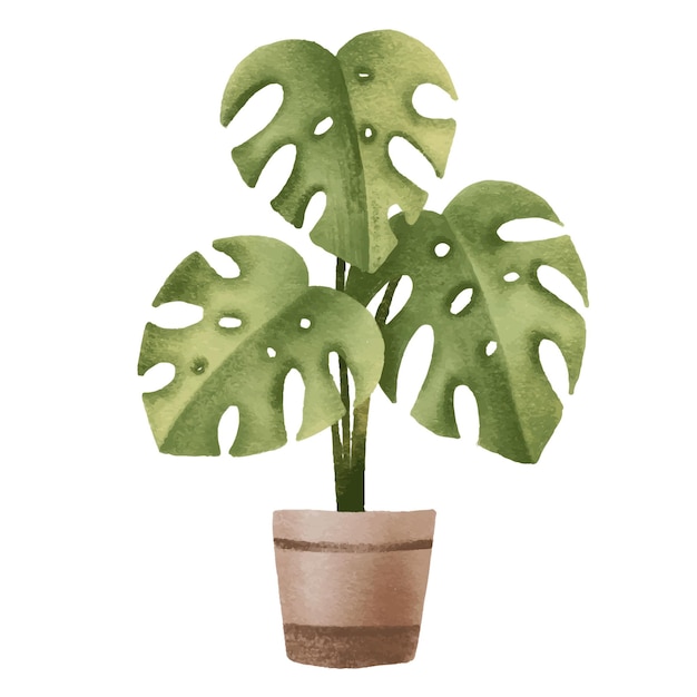 Tropikalna roślina dżungli Monstera deliciosa Roślina domowa w garnku Ilustracja kwiatów domowych z rośliną Przytulna