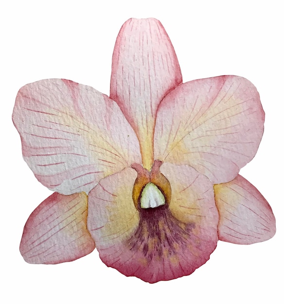 Tropikalna roślina orchidea kwiat akwarela ilustracja