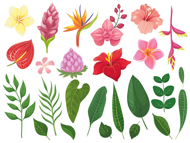 Tropikalne Kwiaty. Liście Kwiatów Tropikalnych, Lato Liść Na Gałęzi I Dzikich Roślin Zwrotnik Liście Zestaw Ilustracji