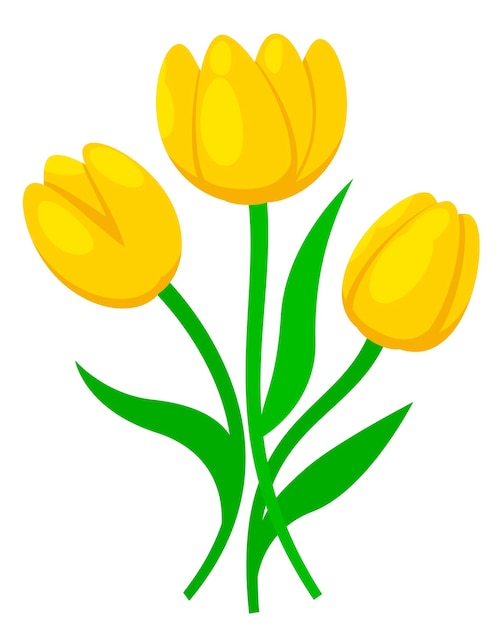 Trzy żółte tulipany na białym tle Wiosenne kwiaty