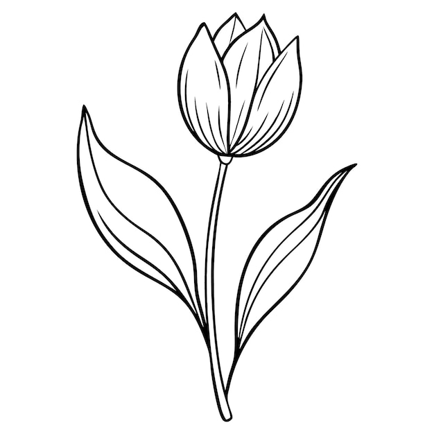 Tulip Line Drawing Vectors Line Art Tattoo