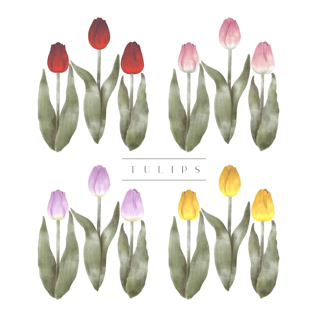 Plik wektorowy tulipany wiosenne akwarelowe