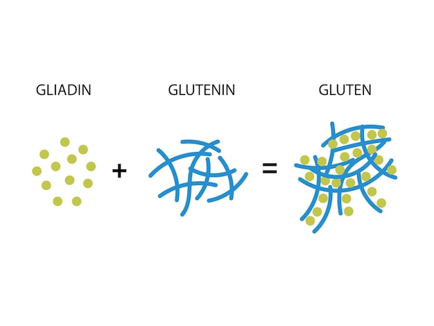 Plik wektorowy tworzenie glutenu tworzenie wiązań dwusiarczkowych z dwóch cząsteczek gliadyny i gluteniny