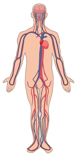 Plik wektorowy układ krążenia człowieka
