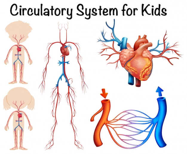 Układ Krążenia Dla Dzieci