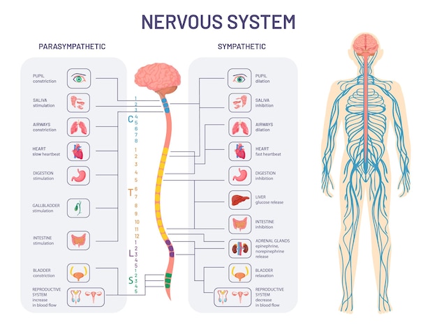 Plik wektorowy układ nerwowy człowieka. anatomia i funkcje nerwów współczulnych i przywspółczulnych. rdzeń kręgowy kontroluje wektor diagramu narządów wewnętrznych ciała. ilustracja anatomia biologia nerw