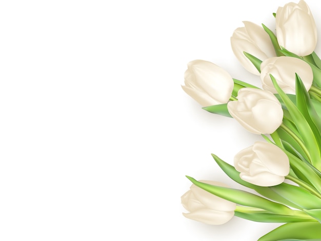 Układ tło na białym tle tulipan